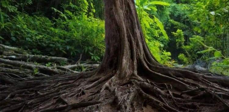 Only 1% can find the Snake hidden in this picture, can you ?