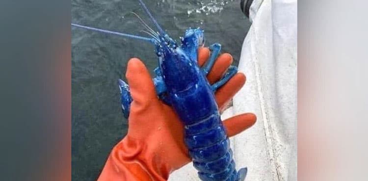 'One in two million': Fisherman catches rare blue lobster