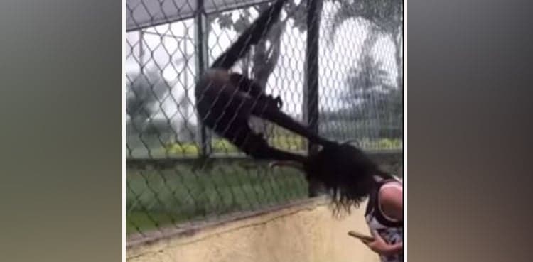Monkeys attack girl, video goes viral