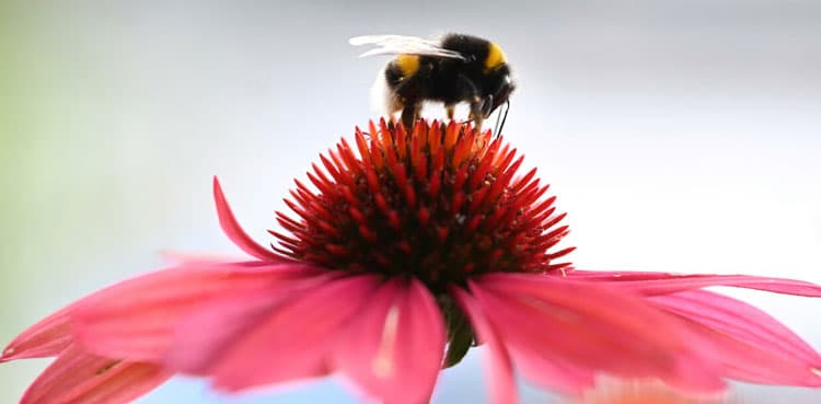 Climate change causes wonky bumblebee wings: scientists