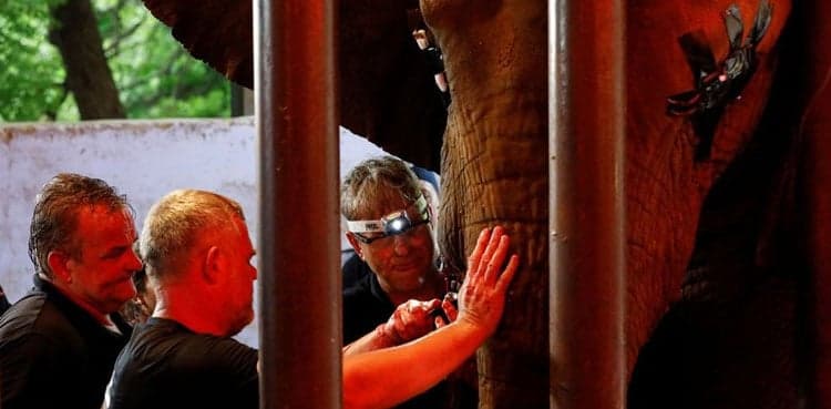 Pakistan's Madhubala elephant gets relief after years of dental pain