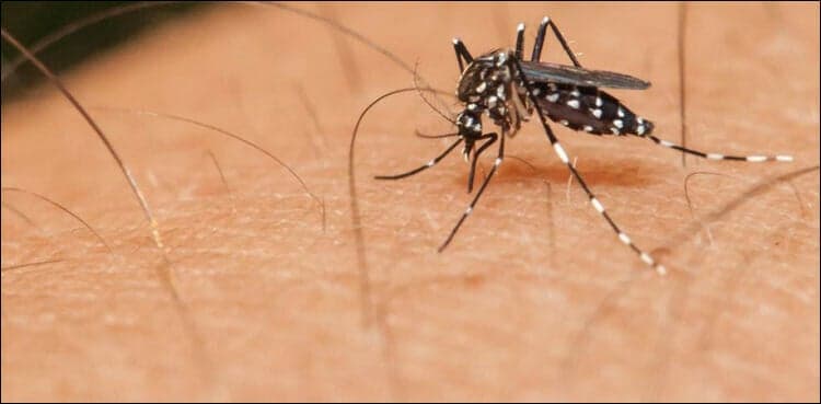 Colombia declares health emergency due to yellow fever deaths
