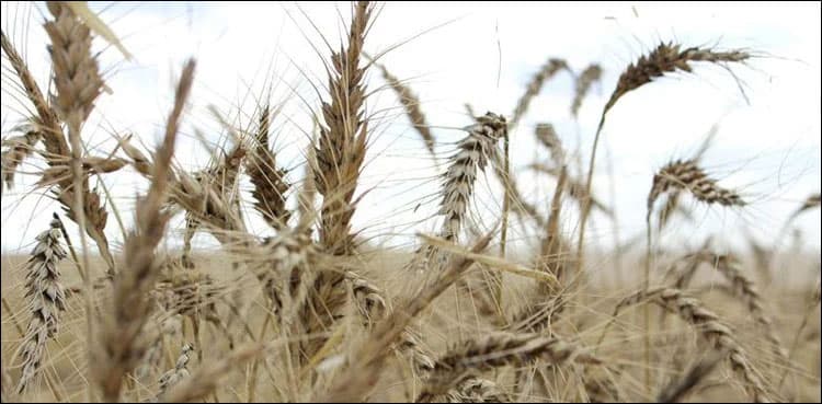 'Wheat worth billions of rupees damaged in flash floods'