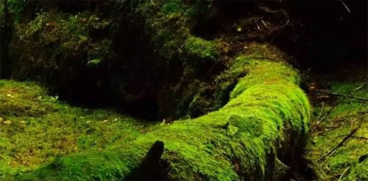 Optical illusion: Spot frog in 11 seconds