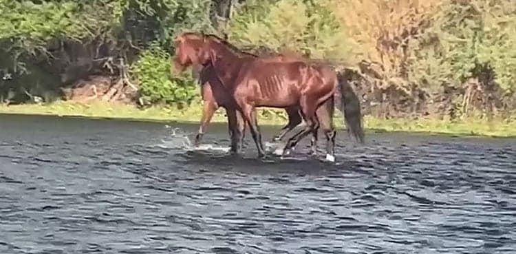 Horses 'walk' on water, video goes viral