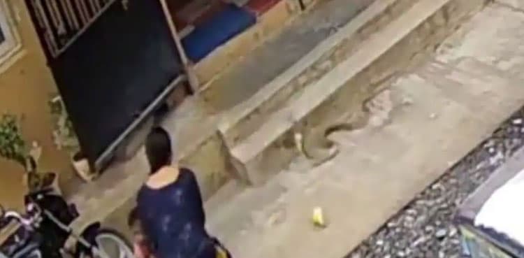 Woman saves son from snake in nick of time, video goes viral
