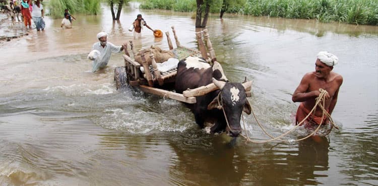 Floods, rains kill 431,129 cattle in Sindh: Livestock ministry