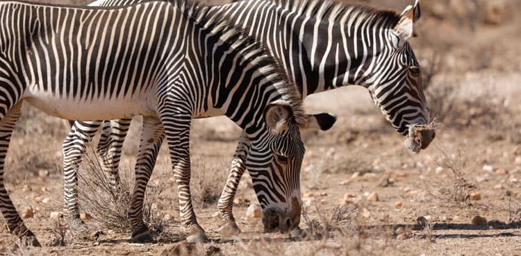 Drought is killing Kenya's endangered wildlife