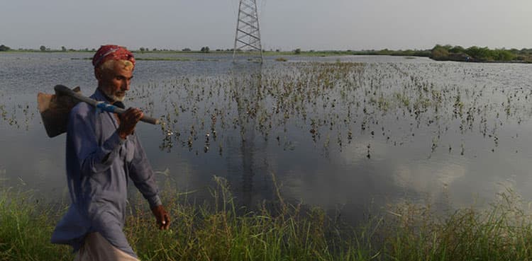 Floods, rainfall affected 2.84 million acres of crops in Sindh - report