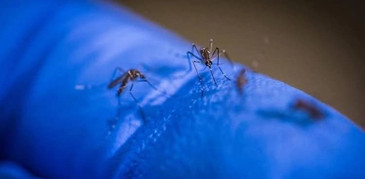Punjab reports another 224 dengue cases in 24 hours