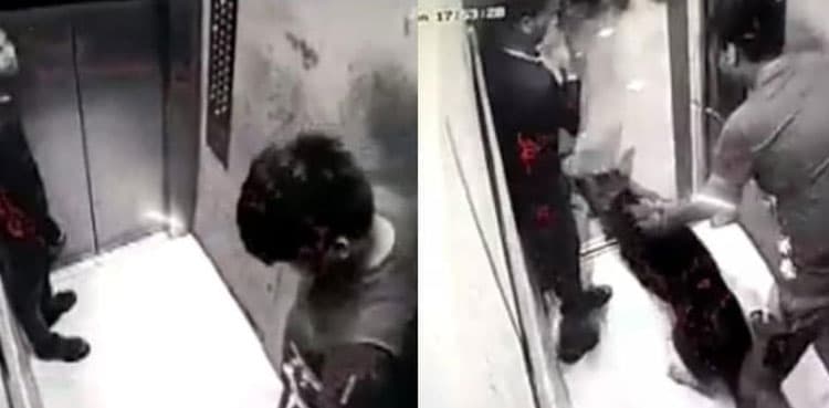 Dog bites delivery boy inside lift, video goes viral