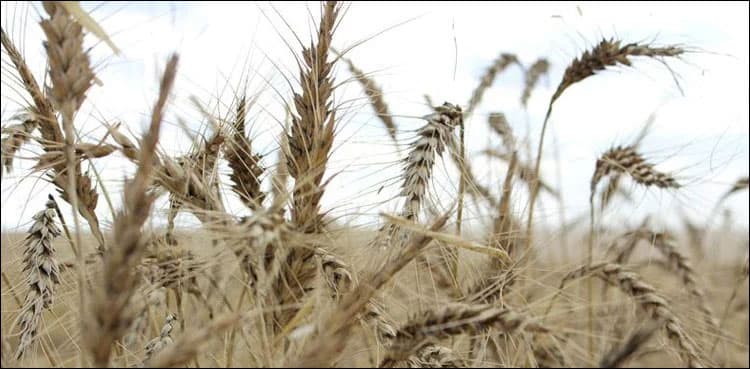 Govt rules out possibility of post-flood food shortage in Pakistan