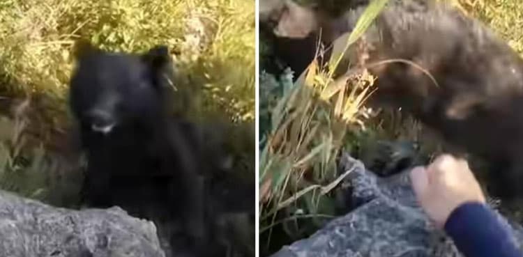 Viral video: Climber fights off bear on mountain
