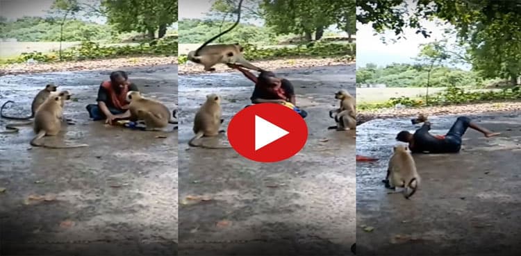 Viral: Monkey pulls man’s hair for refusing to give chips