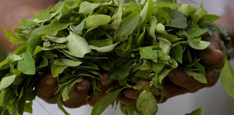 Colombia breaks coca-growing record, slams 'war on drugs'