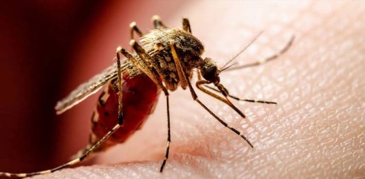 NIH issues advisory for dengue virus