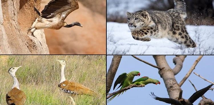 Pakistan's wildlife slumped 69% by since 1970 - WWF report