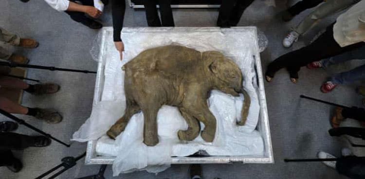 This 5 Million-Year-Old Woolly Mammoth Is Being Brought Back to Life