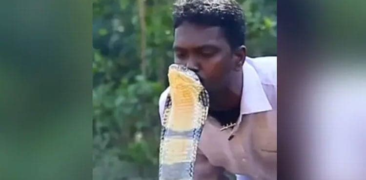 Viral video: Man kisses king cobra on head
