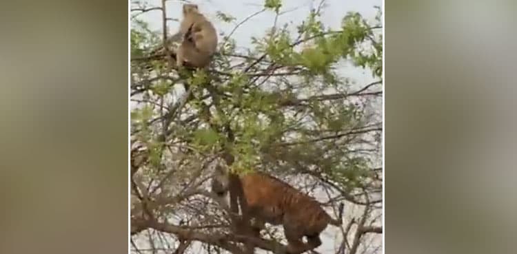 Monkey makes tiger fall off tree, video goes viral