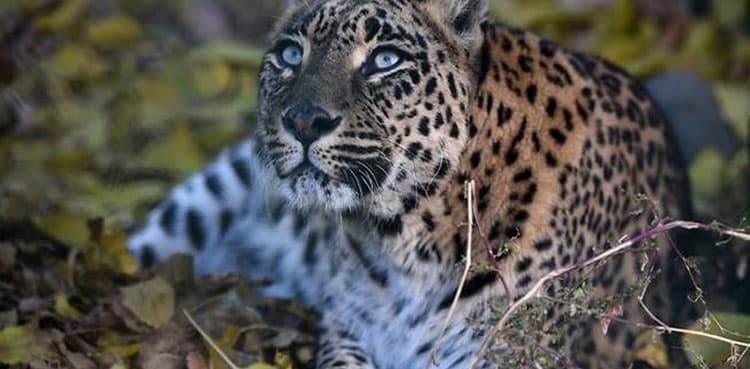 Margalla hills: Saidpur on high alert after three leopards enter village