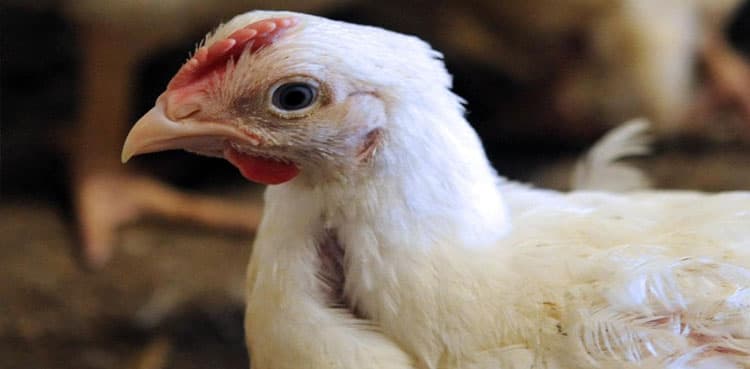 Chicken prices fixed at Rs 502/kg in Karachi