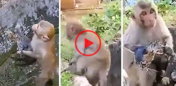 Monkey saves kitten from muddy pit, heartfelt video goes viral