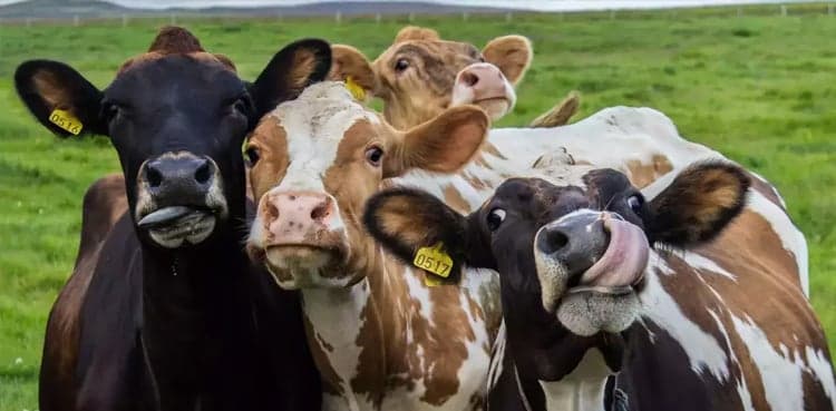 Bird flu infects California dairy cows, widening US outbreak