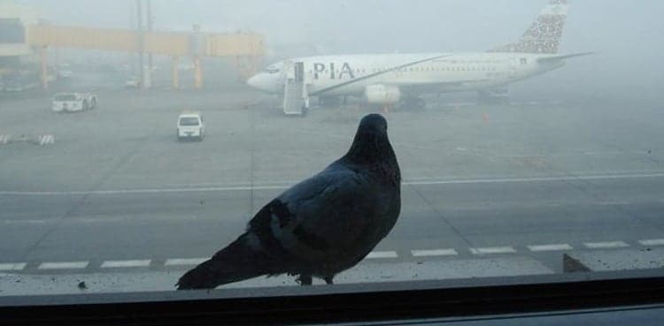 PIA planes suffered 29 bird strikes in five months