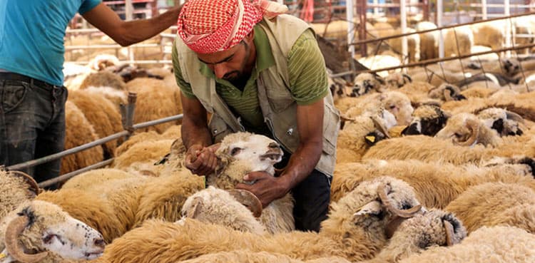 Govt to bear expenditures of Hajj sacrificial animals this year