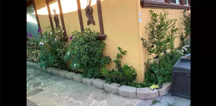 Optical illusion: Can you spot the cat in 9 seconds?