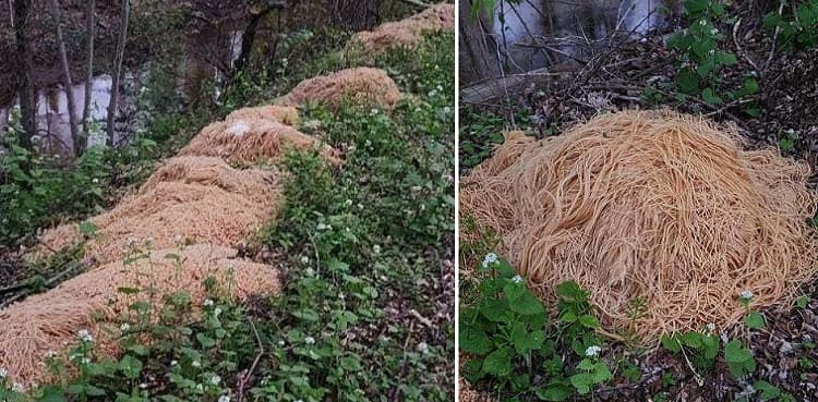 Mysterious discovery: Hundreds of pounds of pasta found dumped in New Jersey forest