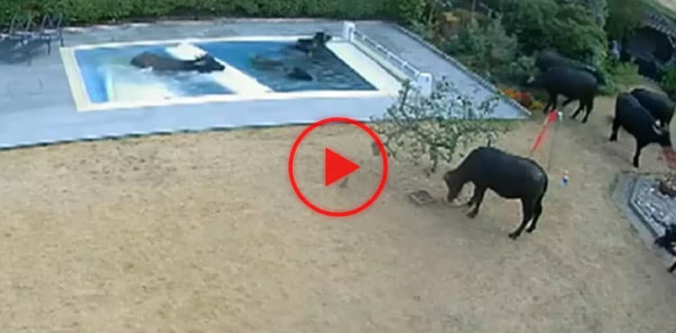 Buffaloes fall into swimming pool, video goes viral