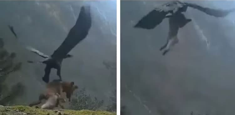 Video: Eagle hunts and flies away with fox