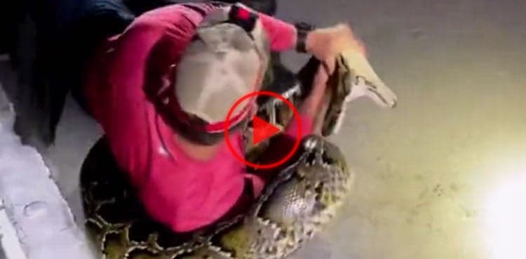 Watch: Man catches 19-foot Burmese python with bare hands