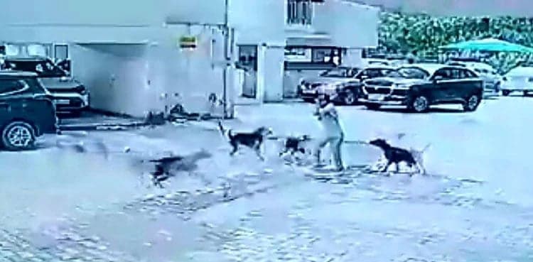 Video: Dogs attack girl returning from school