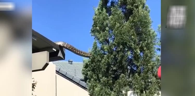 Viral video: Giant python filmed slithering across home’s roof