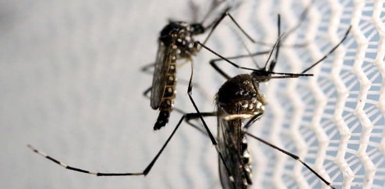 Dengue larvae found in 600 spots across Islamabad