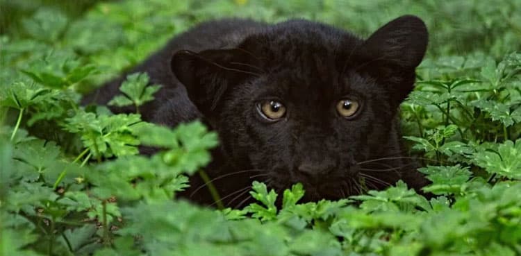 Woman accidentally raises Black Panther she thought was a cat
