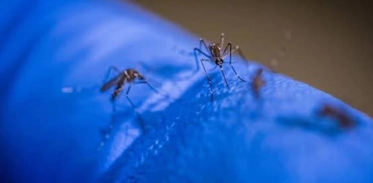 High-risk dengue alert issued from Sep to Dec in Karachi, Lahore