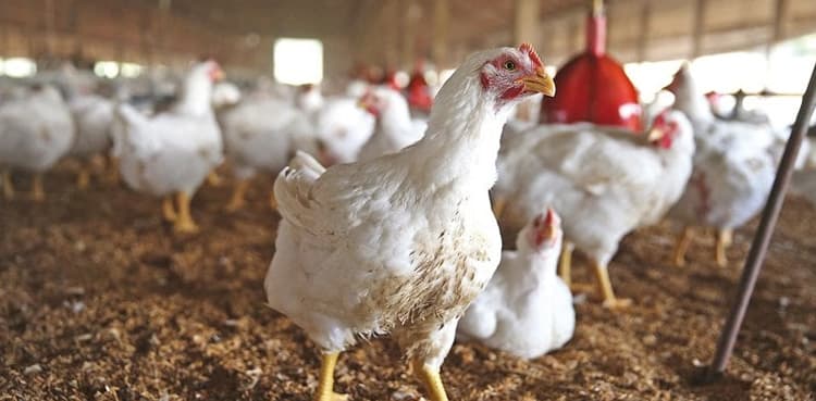 World's largest exporter can no longer export poultry and meat to EU