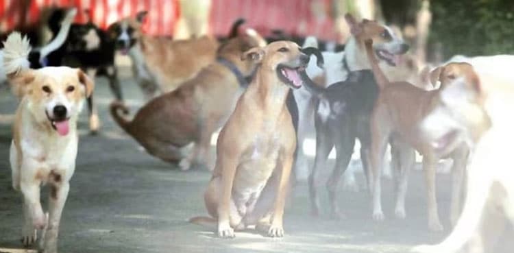 Stray dog mauls infant to death inside house