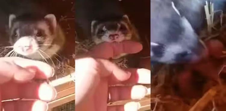 Watch: Squirrel introduces woman to her newly born babies