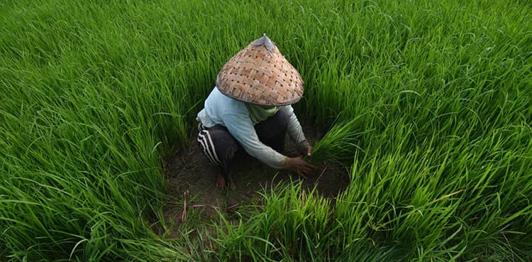 Indonesia calls in army to help farmers plant rice