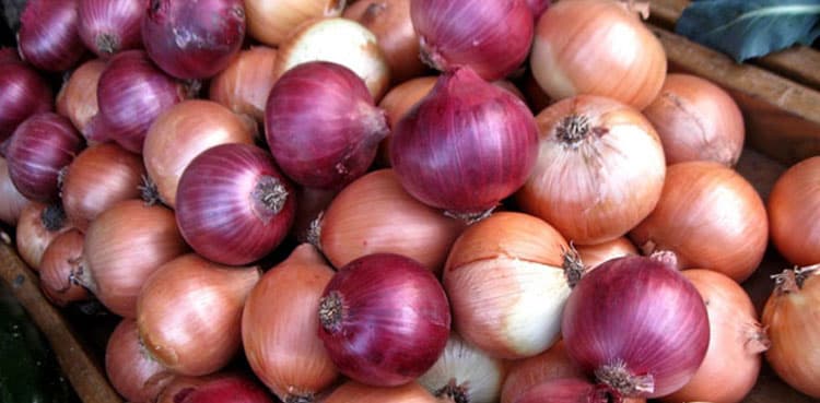Govt decides to impose restrictions on onion export