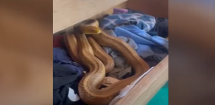 VIRAL: Family finds snake hiding in sock drawer