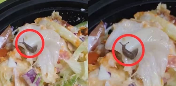 WATCH: ‘Live snail’ found in salad ordered online