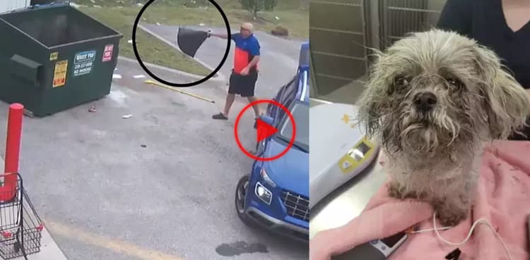 Horrific video: Man throws neighbours' pet dog in dumpster