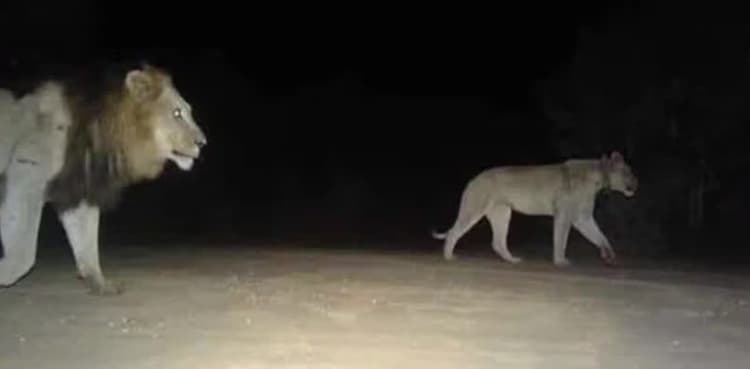 Lions on the loose in United States?