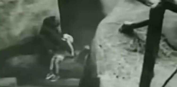 Watch: Gorilla named hero for saving three-year-old boy